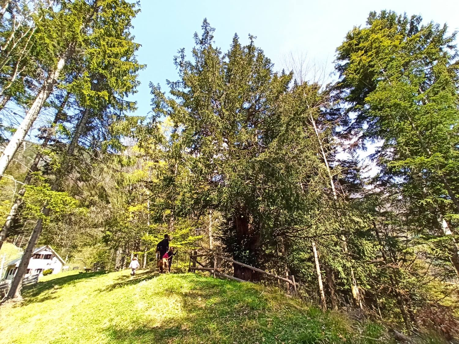 Solčavska tisa, Solčava 6967